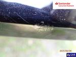 Kia Sorento 2.2 CRDi XL 4WD DCT 7os. Aukcja 288741 - grafika 51