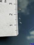 Opel Astra V 1.2 T Edition S&S Aukcja 316304 - grafika 40